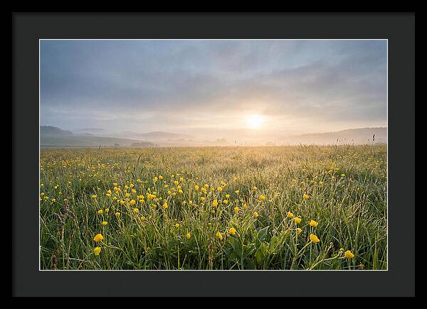 Hay Meadow With Buttercups
