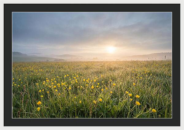 Hay Meadow With Buttercups