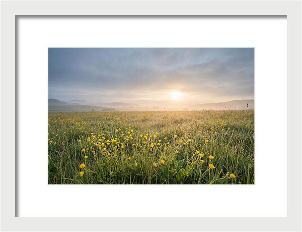 Hay Meadow With Buttercups