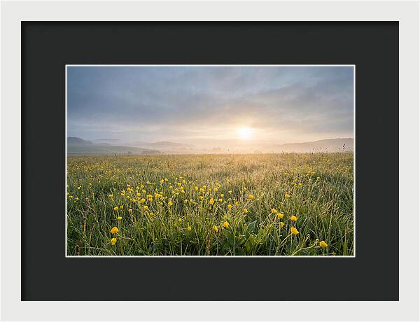 Hay Meadow With Buttercups