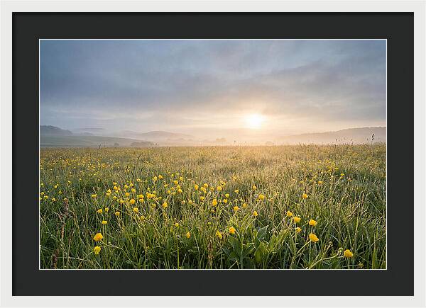 Hay Meadow With Buttercups