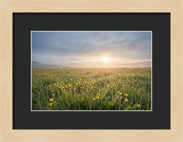 Hay Meadow With Buttercups