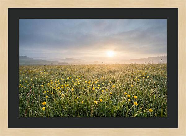 Hay Meadow With Buttercups