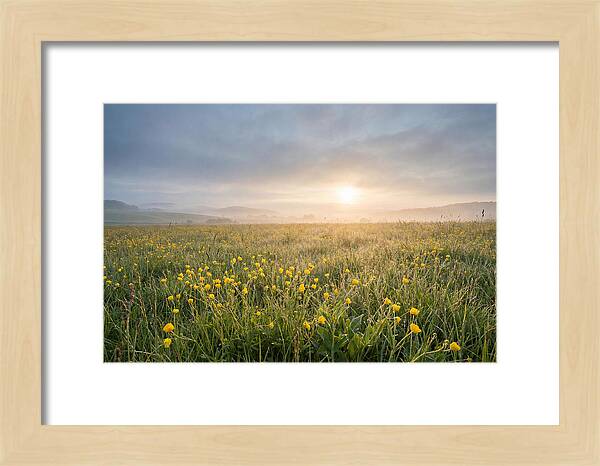 Hay Meadow With Buttercups