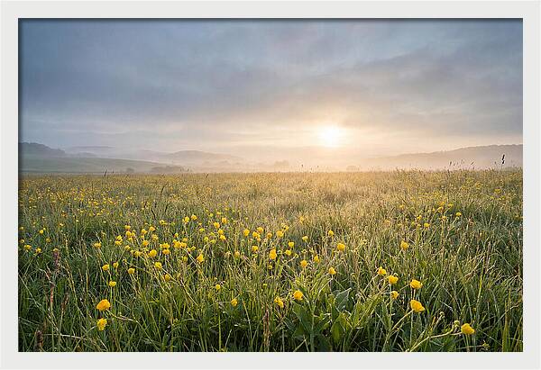 Hay Meadow With Buttercups