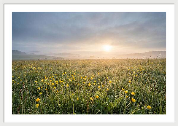 Hay Meadow With Buttercups