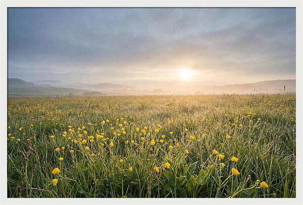Hay Meadow With Buttercups