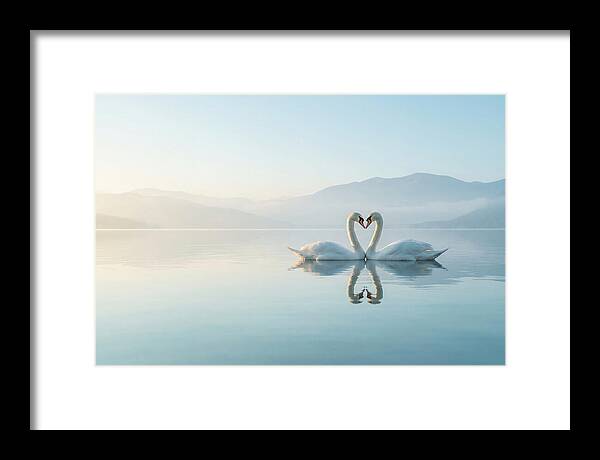 Heartfelt Swans On Tranquil Lake