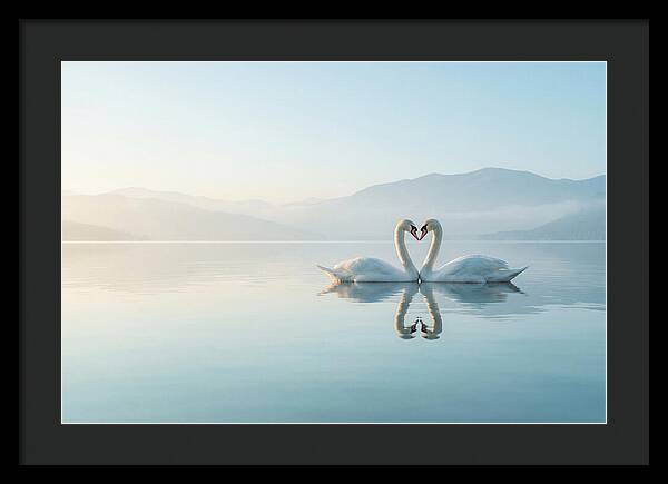 Heartfelt Swans On Tranquil Lake