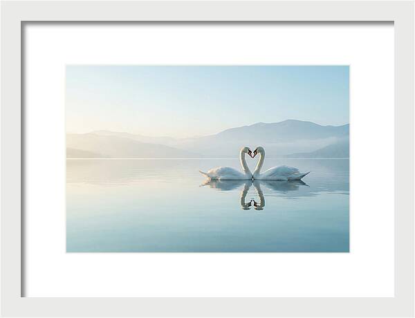 Heartfelt Swans On Tranquil Lake