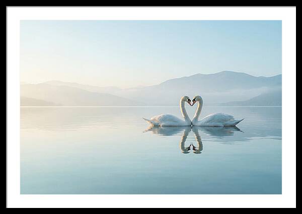 Heartfelt Swans On Tranquil Lake