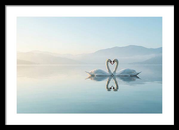 Heartfelt Swans On Tranquil Lake