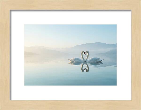 Heartfelt Swans On Tranquil Lake