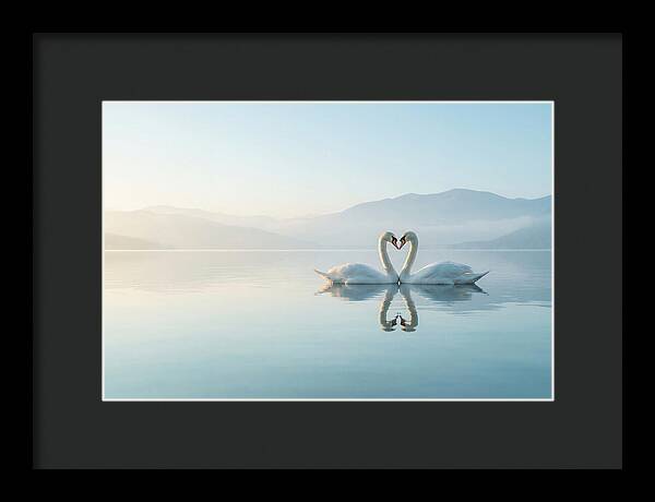 Heartfelt Swans On Tranquil Lake