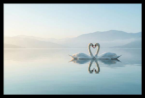 Heartfelt Swans On Tranquil Lake