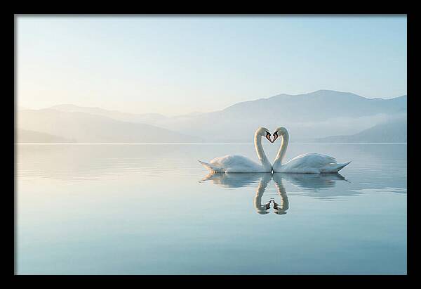Heartfelt Swans On Tranquil Lake