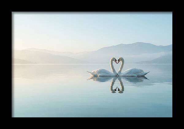 Heartfelt Swans On Tranquil Lake