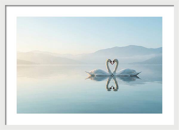 Heartfelt Swans On Tranquil Lake