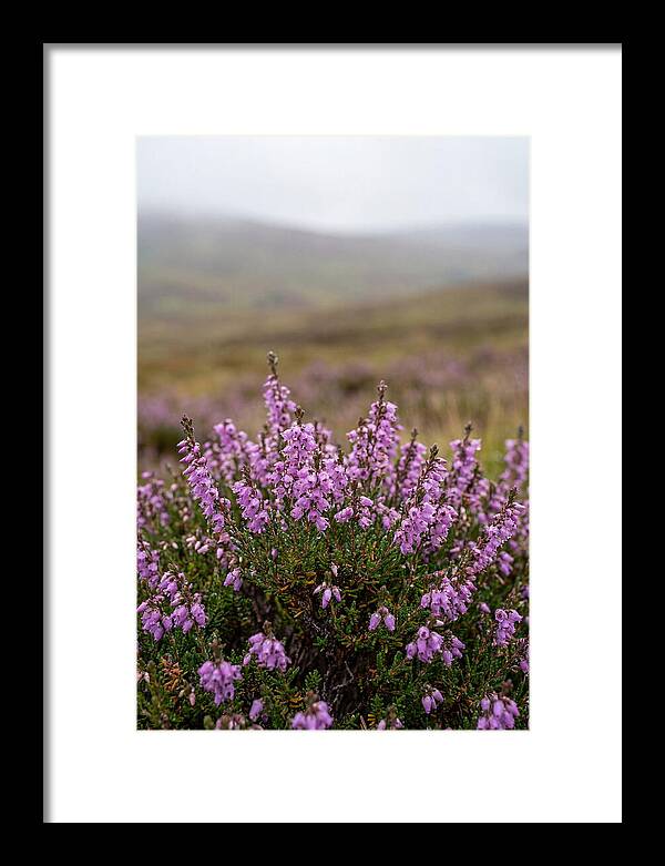 Heather Blooms On Scottish Moors