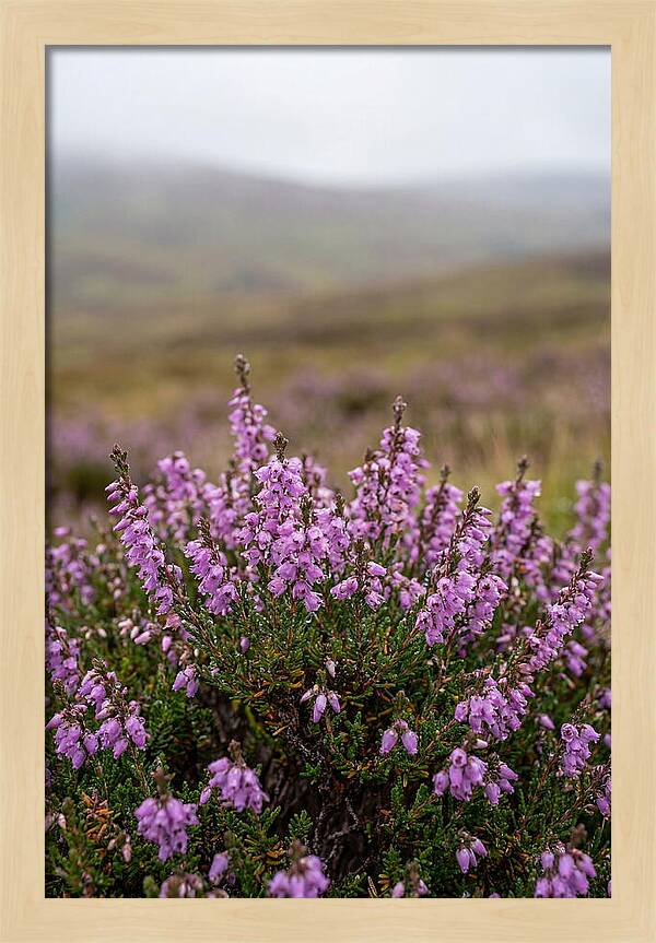 Heather Blooms On Scottish Moors