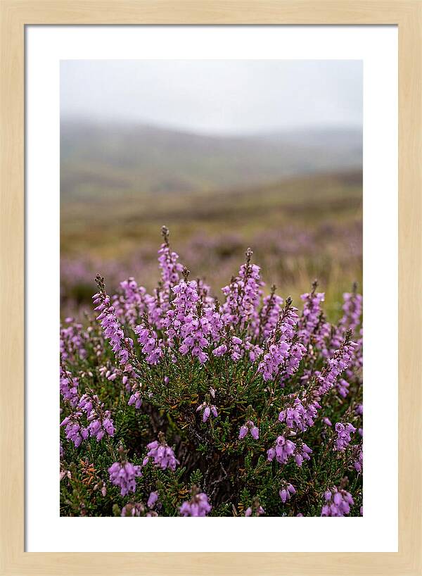 Heather Blooms On Scottish Moors