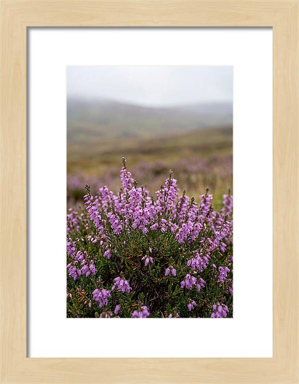 Heather Blooms On Scottish Moors