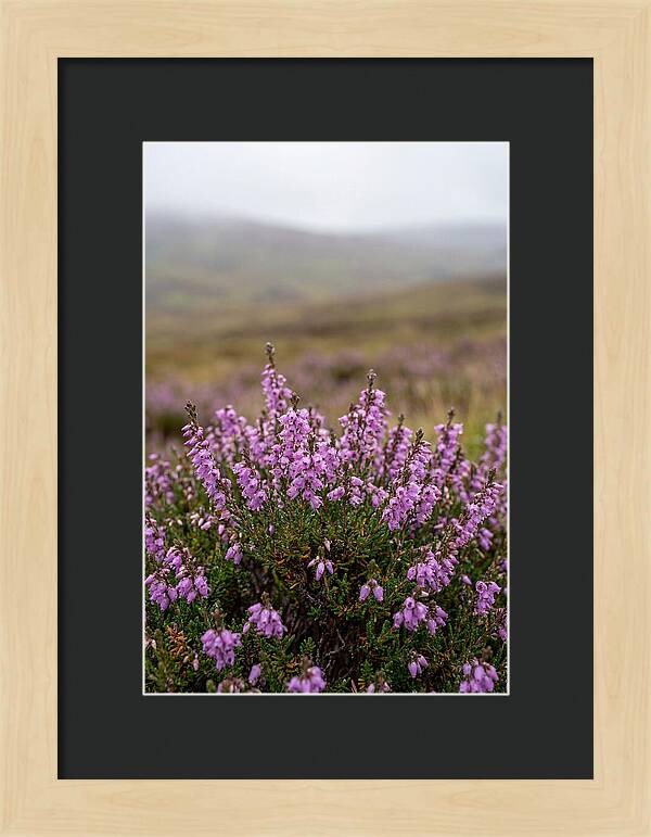 Heather Blooms On Scottish Moors