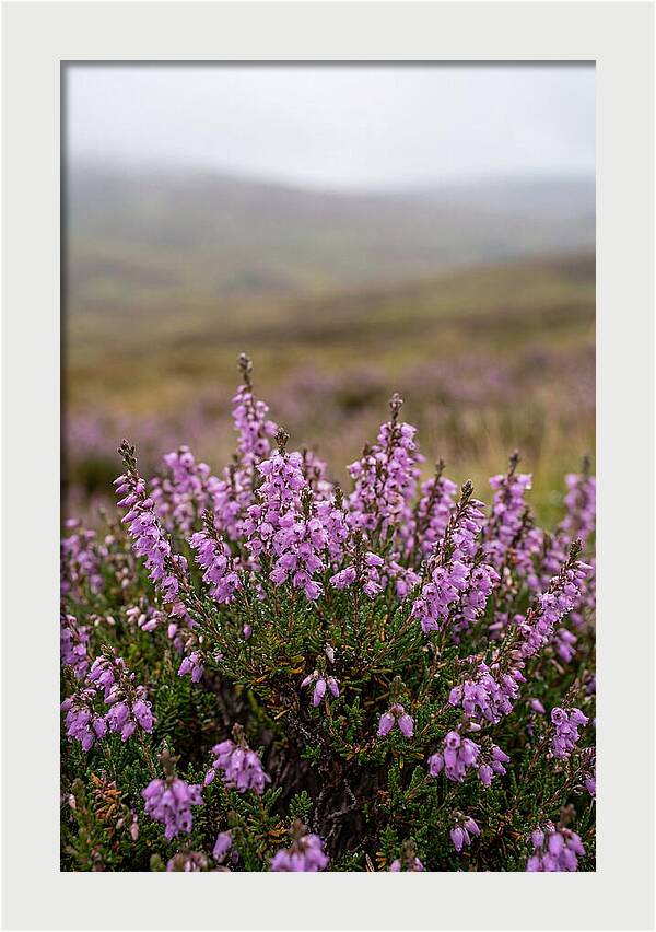 Heather Blooms On Scottish Moors