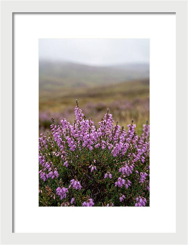 Heather Blooms On Scottish Moors