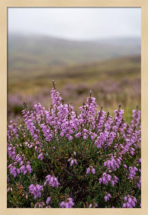 Heather Blooms On Scottish Moors