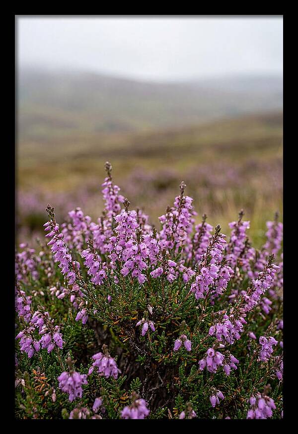 Heather Blooms On Scottish Moors