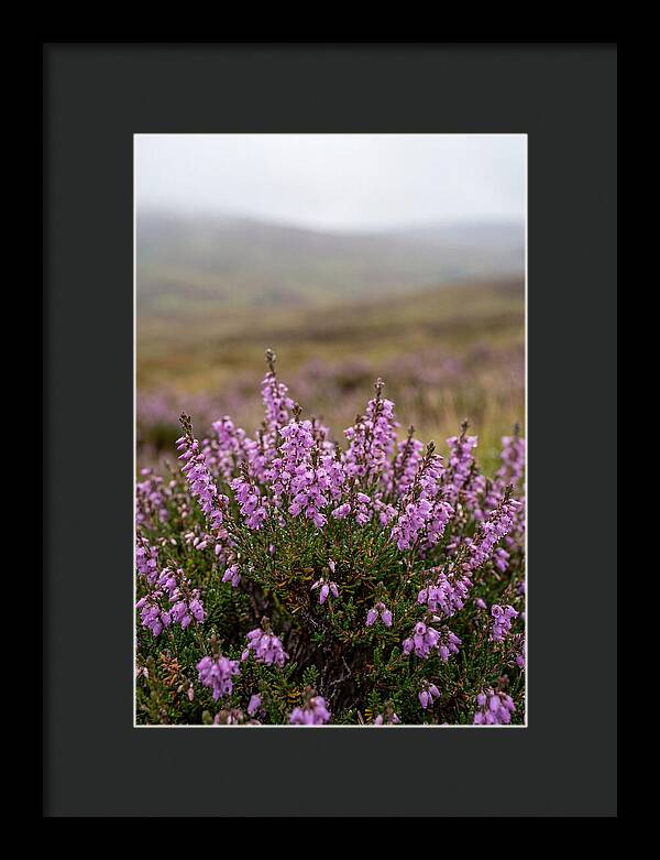 Heather Blooms On Scottish Moors