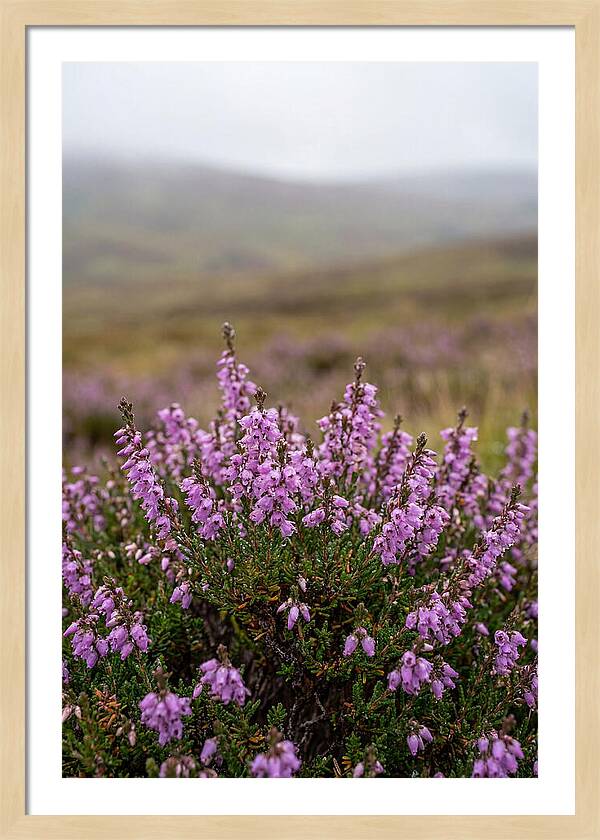 Heather Blooms On Scottish Moors