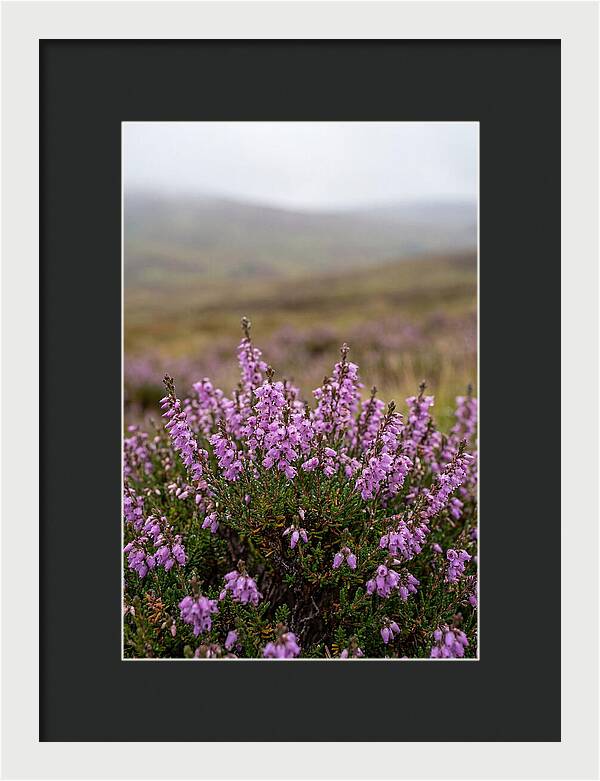 Heather Blooms On Scottish Moors