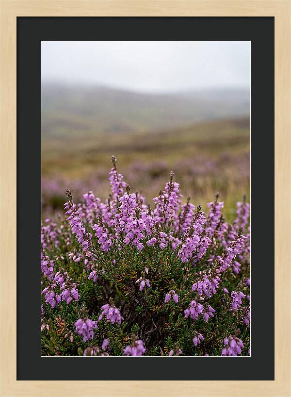 Heather Blooms On Scottish Moors
