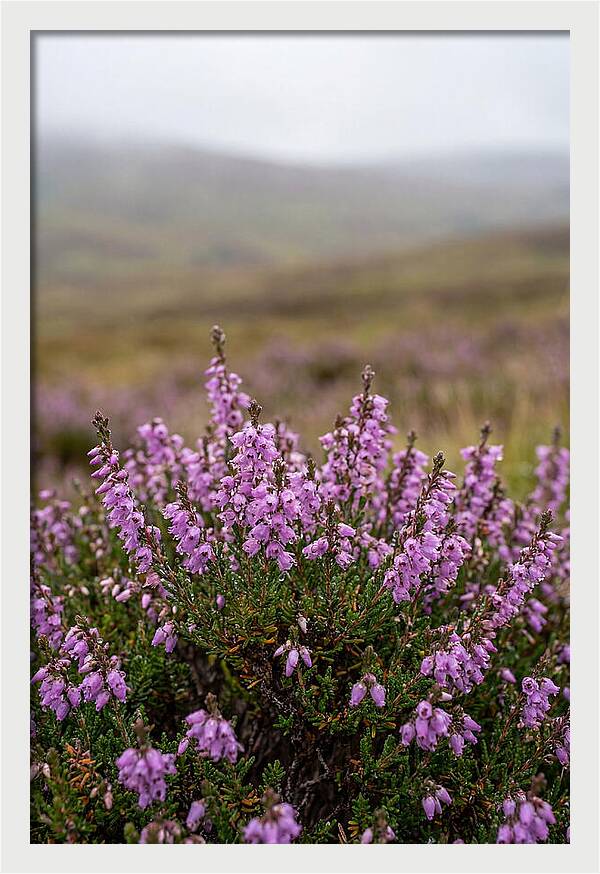 Heather Blooms On Scottish Moors