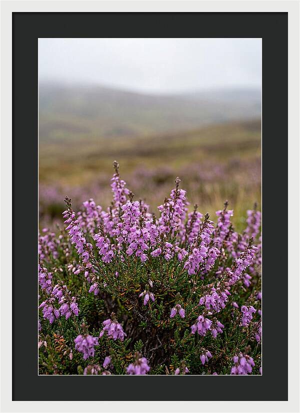 Heather Blooms On Scottish Moors