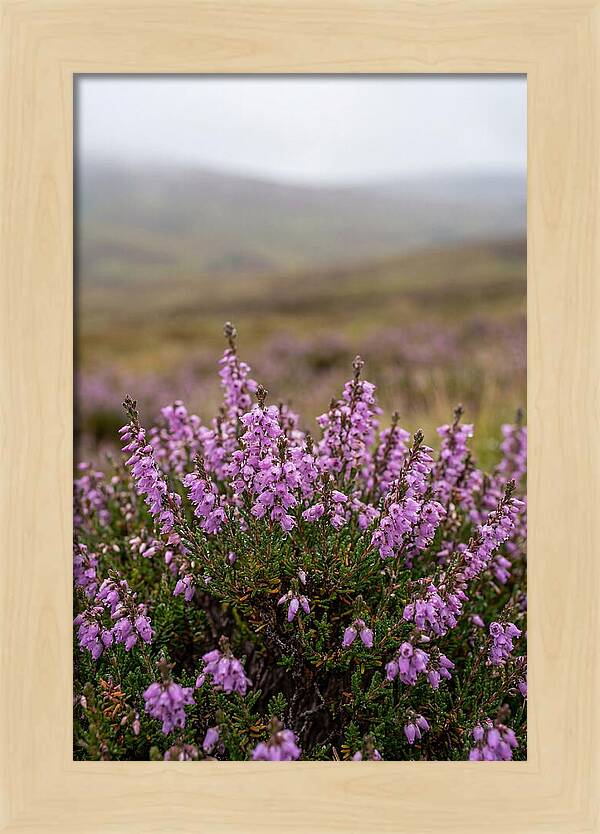 Heather Blooms On Scottish Moors