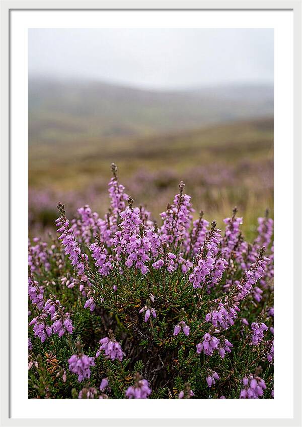 Heather Blooms On Scottish Moors