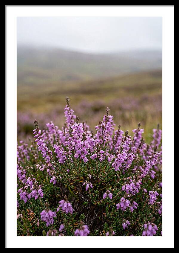 Heather Blooms On Scottish Moors