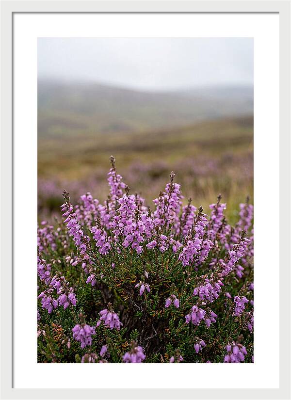 Heather Blooms On Scottish Moors