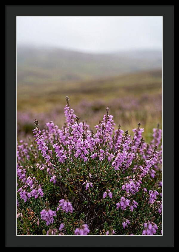 Heather Blooms On Scottish Moors