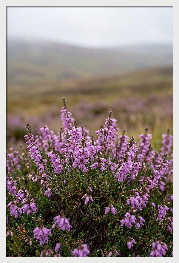 Heather Blooms On Scottish Moors
