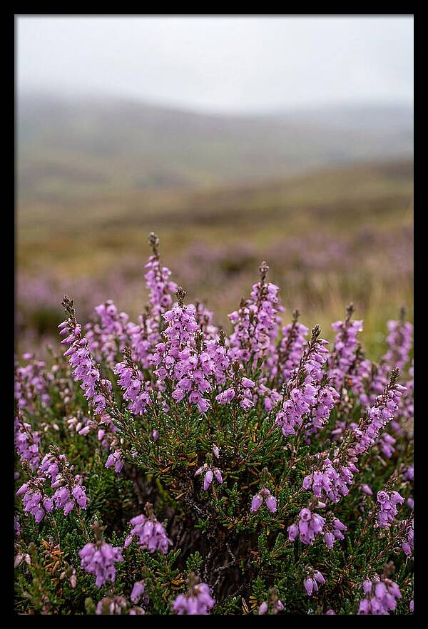 Heather Blooms On Scottish Moors