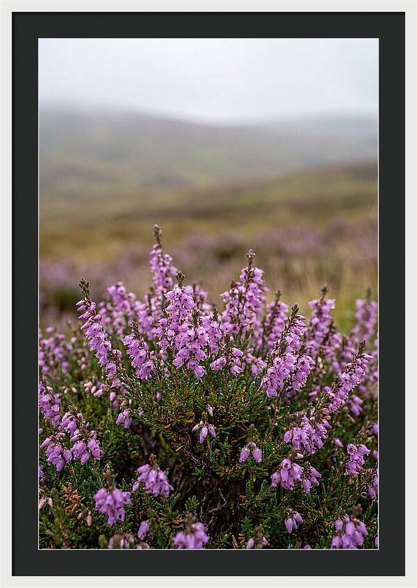 Heather Blooms On Scottish Moors