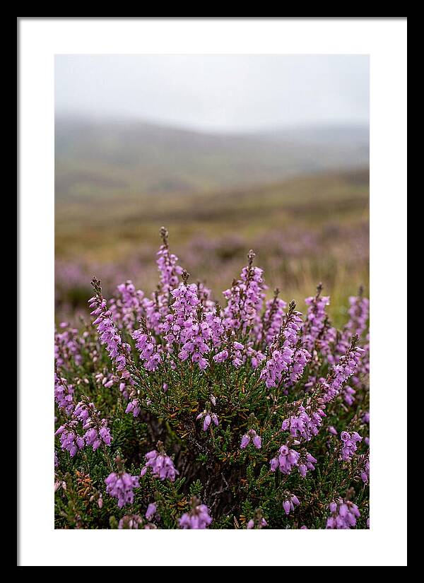 Heather Blooms On Scottish Moors