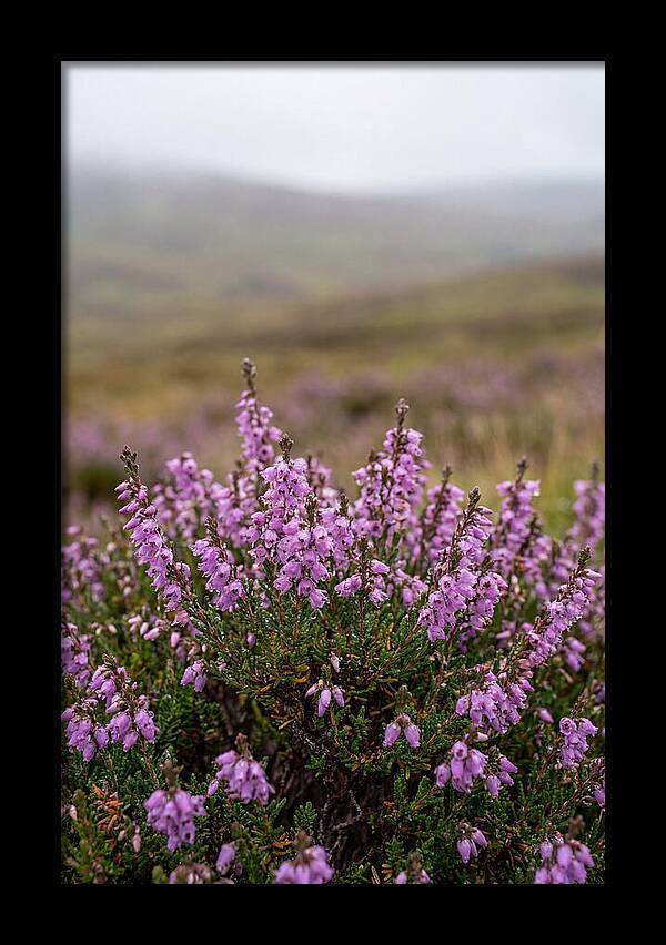 Heather Blooms On Scottish Moors