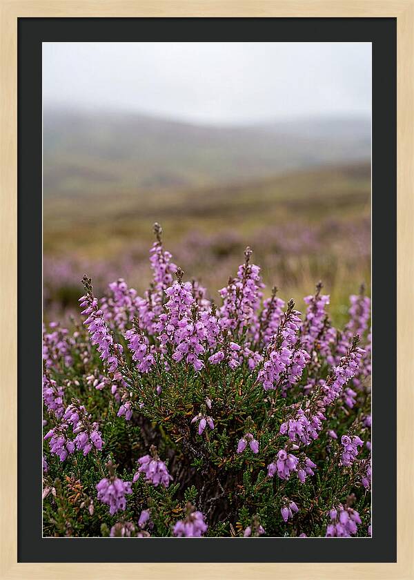 Heather Blooms On Scottish Moors