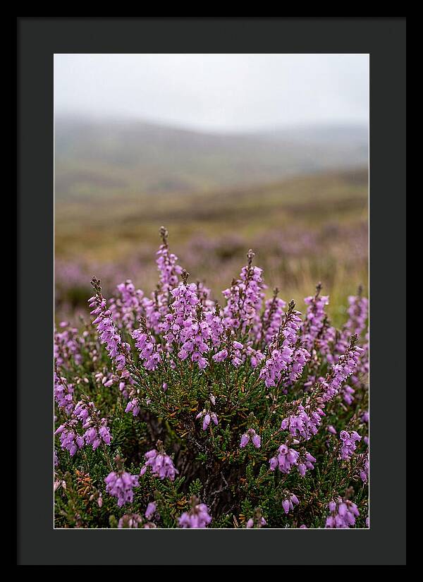 Heather Blooms On Scottish Moors