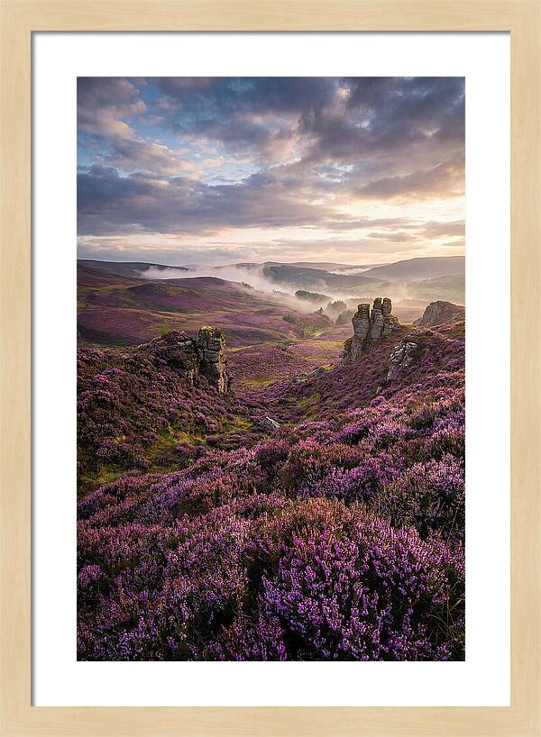 Heather Scottish Moors At Dusk
